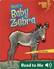 Meet a Baby Zebra