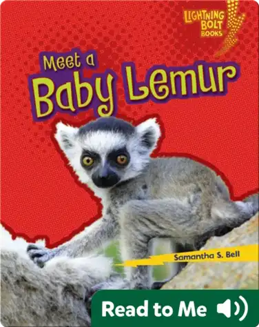 Meet a Baby Lemur book