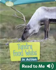 Tundra Food Webs in Action