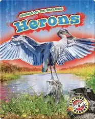 Animals of the Wetlands: Herons