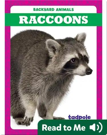 Backyard Animals: Raccoons book