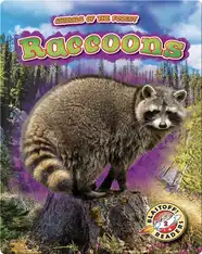 Animals of the Forest: Raccoons