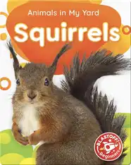 Animals in My Yard: Squirrels