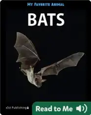My Favorite Animal: Bats
