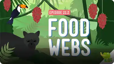 Crash Course Kids: Food Webs book