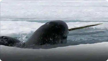 Frozen Planet: Narwhals book