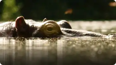 BBC Life: Barbel Fish & Hippo book