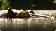 BBC Life: Barbel Fish & Hippo