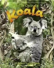 The Life Cycle of a Koala