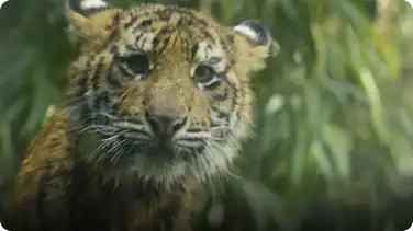 Check Out These 7-Month-Old Tiger Cubs Learn to Swim book