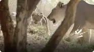 These Lion Cubs Make Big Debut at San Diego Zoo