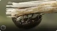 Nature's Scuba Divers: How Beetles Breathe Underwater