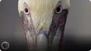 How Do Pelicans Survive Their Death-Defying Dives?