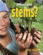 What Are Stems?