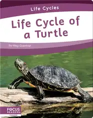 Life Cycle of a Turtle