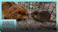 Beavers Meet! Will They Be Friends?
