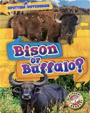 Spotting Differences: Bison or Buffalo?