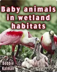 Baby Animals in Wetland Habitats