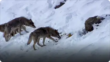 Hidden India: India Wildlife In Himalayas book