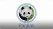 Amazing Animals: Pandas