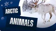 Why Are Arctic Animals Special?