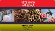Animal DNA - Bees, Wasps & Ants