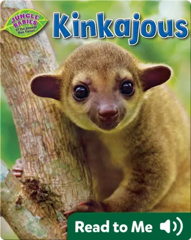 Kinkajous book