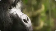 Playful Adult Gorilla - Mountain Gorilla