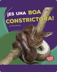 ¡Es una boa constrictora! (It's a Boa Constrictor!)