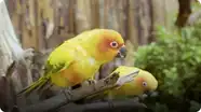 The Feet on These Vocal Little Birds Make Them Outstanding Climbers