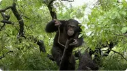 Differences in Tool Building Among Female and Male Chimps