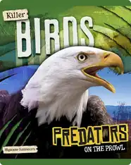 Predators on the Prowl: Killer Birds