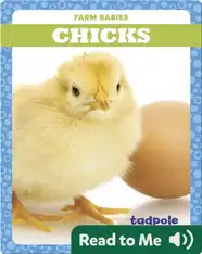 Chicks