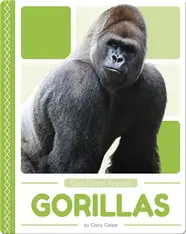 Rain Forest Animals: Gorillas