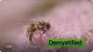 Demystified: What Would Happen If All the Bees Died?
