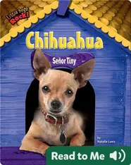 Chihuahua: Señor Tiny