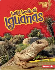 Let's Look at Iguanas